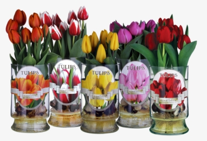 7 Bulbs - Lady Tulip, HD Png Download, Free Download