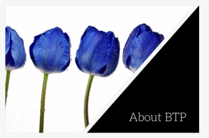 Btp Hp About - Blauwe Tulpen, HD Png Download, Free Download