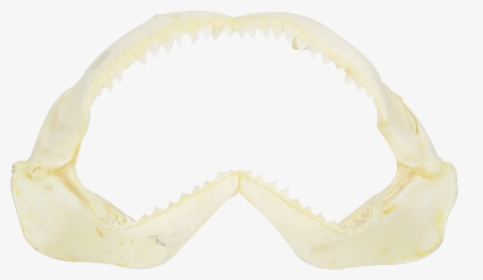Shark Jaw 18" - Sharks, HD Png Download, Free Download