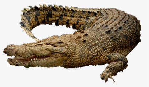 Png Of Crocodile - Chicago, Transparent Png, Free Download