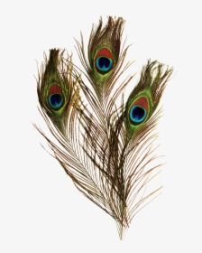 Transparent Peacock Feather Png - Peacock Feather Png Transparent, Png Download, Free Download