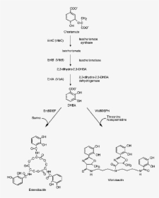 Vibriobactin Biosynthesis, HD Png Download, Free Download