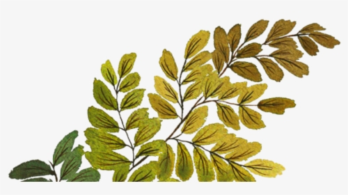 Sorbus, HD Png Download, Free Download