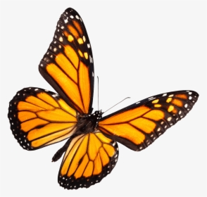 Mariposa Volando Png - Yellow Monarch Butterfly Png, Transparent Png, Free Download