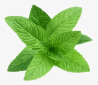 Peppermint Png, Transparent Png, Free Download