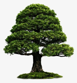 Outdoor Wood Tree Png Image - Bonsai Hd Png, Transparent Png, Free Download