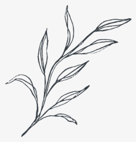 Botanical Vector Illustrations - Sketch, HD Png Download, Free Download