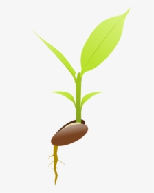 Botany,plant,flower - Illustration, HD Png Download, Free Download