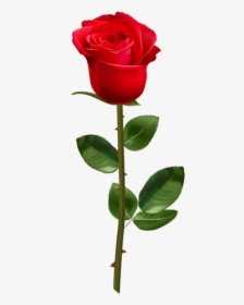 Free Png Download Red Rose With Stem Transparent Png - Red Rose With Stem, Png Download, Free Download