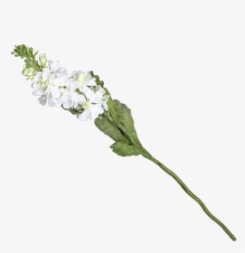 White Stock Flower Png, Transparent Png, Free Download