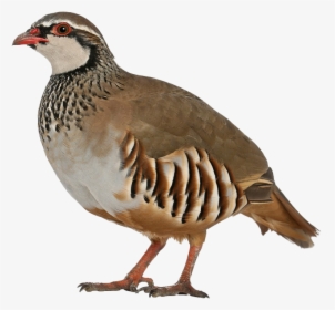 Partridge Background Png - Partridge White Background, Transparent Png, Free Download