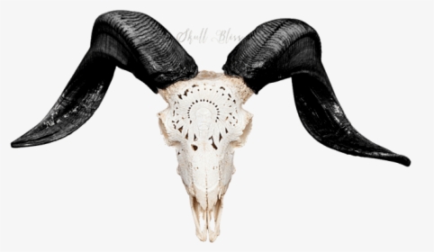 Carved Ram Skull - Ram Skull Png, Transparent Png, Free Download