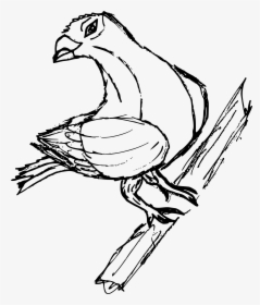 Transparent Pigeon Png - Sketch, Png Download, Free Download