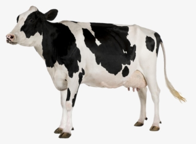 Transparent Cow Clipart Black And White - Cow Png, Png Download, Free Download