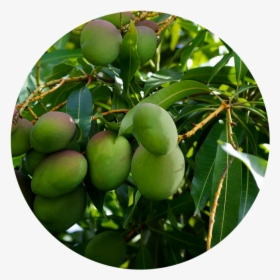 Tree - Mango Tree, HD Png Download, Free Download