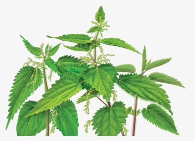 Fresh Nettle Drug Images - Nettle Leaf Png, Transparent Png, Free Download