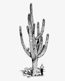 Saguaro Cactus Black And White Drawing, HD Png Download, Free Download