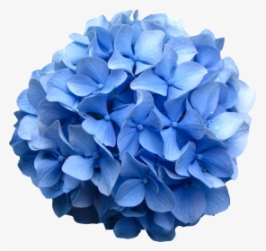 Transparent Flowers Png Tumblr - Hydrangea Png, Png Download, Free Download