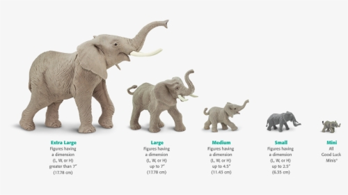 Elephant Life Cycle Chart, HD Png Download, Free Download
