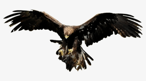 Thumb Image - Eagle, HD Png Download, Free Download