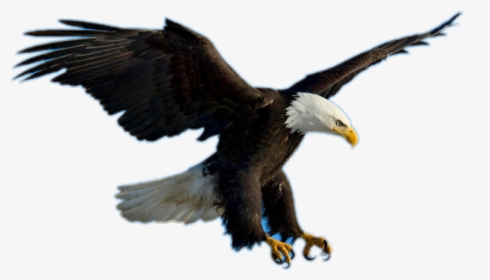 #aguila - Transparent Eagle Flying, HD Png Download, Free Download