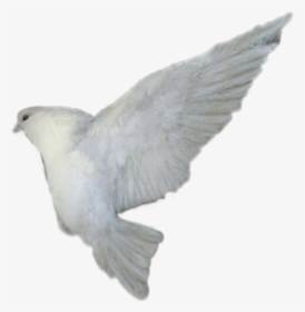 #paloma #blanca - Stock Dove, HD Png Download, Free Download
