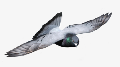 Transparent Palomas Png - Stock Dove, Png Download, Free Download