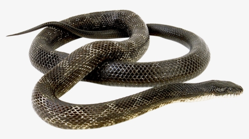 Grass Snake No Background, HD Png Download, Free Download