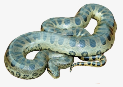 Transparent Snake Clip Art - Green Anaconda Anaconda Png, Png Download, Free Download