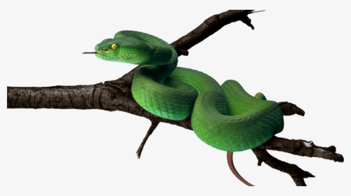 Snake Transparent Background Green, HD Png Download, Free Download