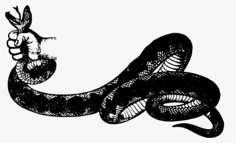 Tail,serpent,snakes - Illustration, HD Png Download, Free Download