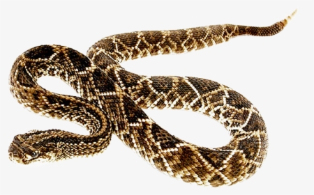 Snake Clipart Bull Snake - Rattlesnake Transparent, HD Png Download, Free Download