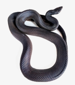 Milk Snake Png - Black Racer Snake Transparent, Png Download, Free Download
