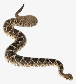 Rattlesnake Png, Transparent Png, Free Download