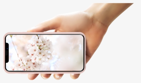 Perfect Combination Of The Silky Soft Touch Feeling - Cherry Blossom, HD Png Download, Free Download