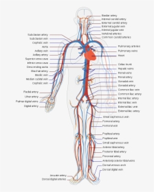 Blood Flow In Body, HD Png Download, Free Download