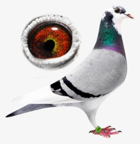 Transparent Sylvester Png - Pigeons And Doves, Png Download, Free Download