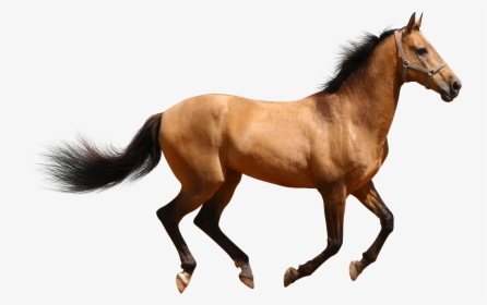 Facts History Useful Information - Horse Png, Transparent Png, Free Download