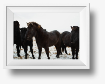 Wild-horses - Stallion, HD Png Download, Free Download