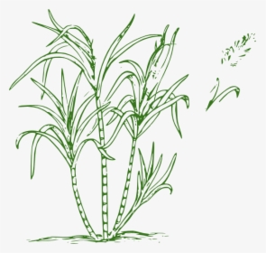 Picture Black And White Sugar Drawing At Getdrawings - Sugar Cane Clip Art,  HD Png Download - kindpng