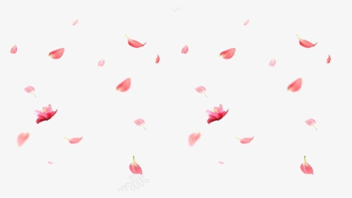 Transparent Cherry Blossom Petals Falling Png - Rose, Png Download, Free Download