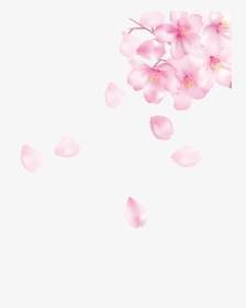 #ftestickers #cherryblossoms #petals #falling #floating - Cherry Blossom, HD Png Download, Free Download