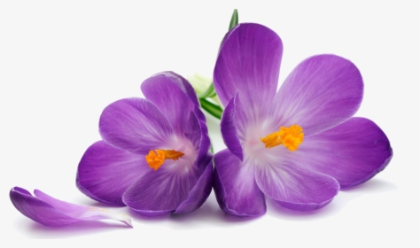 Crocus Png Transparent Image - Purple Flower On White Background, Png Download, Free Download