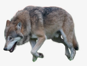 Gray Wolf Png, Transparent Png, Free Download
