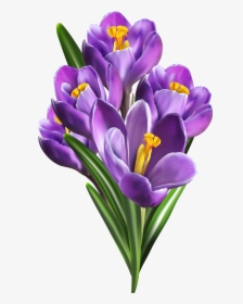 Clipart Spring Crocus - Saffron Flower Png, Transparent Png, Free Download