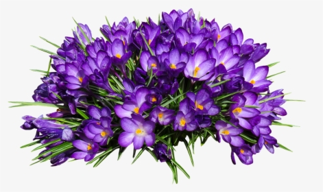Nature, Flower, Crocus, Isolated, Spring, Purple - Spring Crocus, HD Png Download, Free Download
