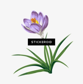 Flower,flowering Crocus,graphics,snow Crocus,pedicel,saffron - Clip Art, HD Png Download, Free Download