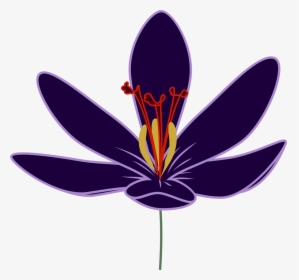 Crocus Transparent Png - Transparent Saffron Flower Png, Png Download, Free Download