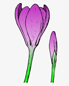 Bud - Clipart - Crocus Flower, HD Png Download, Free Download