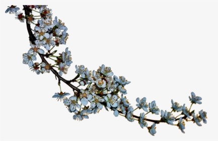 Blossoms Clip Arts - Cherry Blossom Silhouette Png, Transparent Png, Free Download